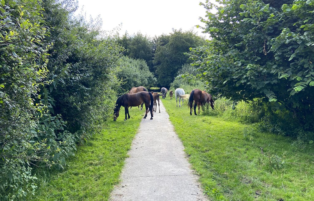 Konikpaarden in de Stille Kern 