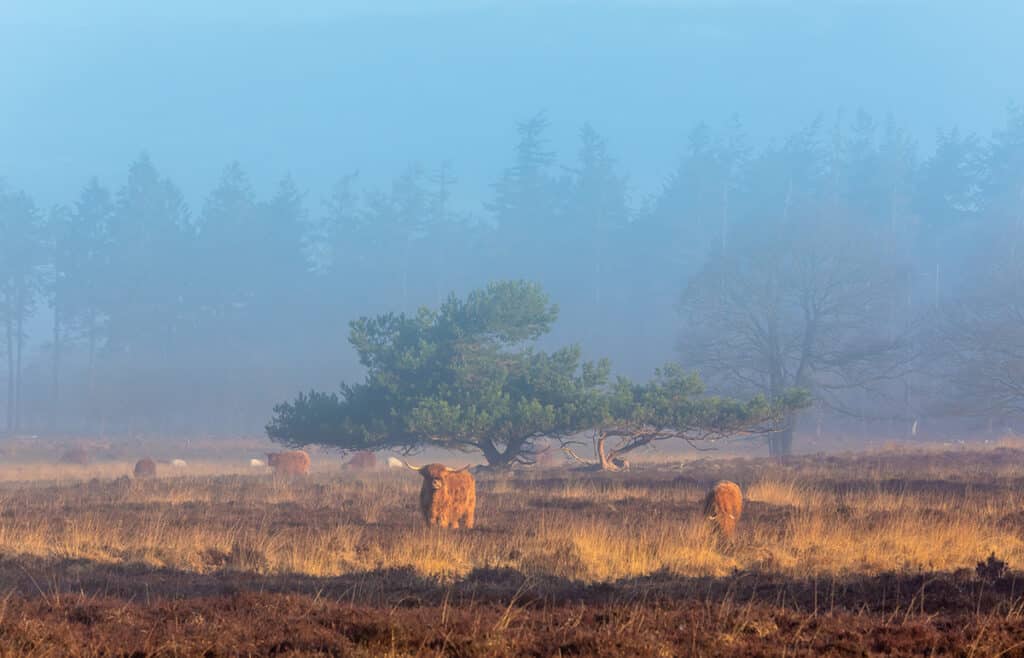 Schotse Hooglanders in het Doldersummerveld