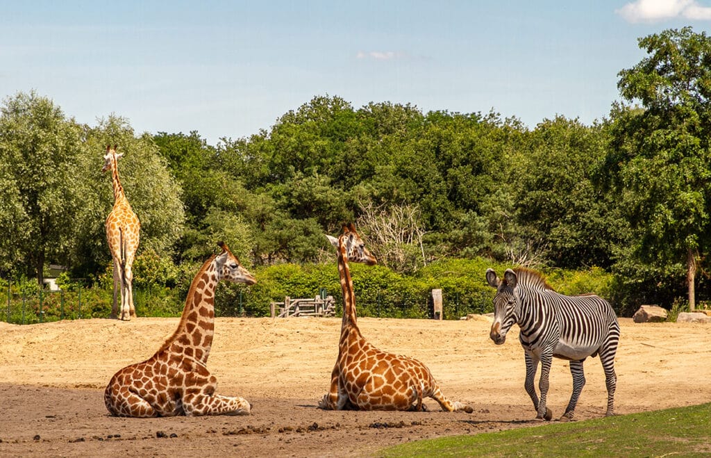 Safaripark Beekse Bergen