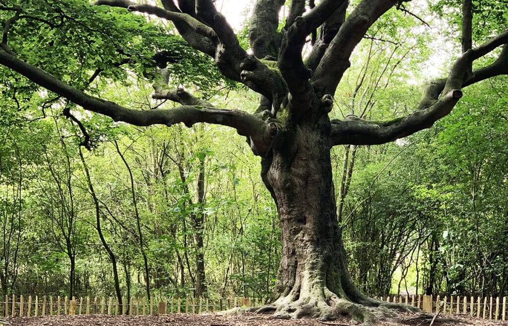 De Heksenboom in Bladel in de Brabantse Kempen