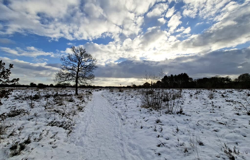 Landschotse Heide in de sneeuw