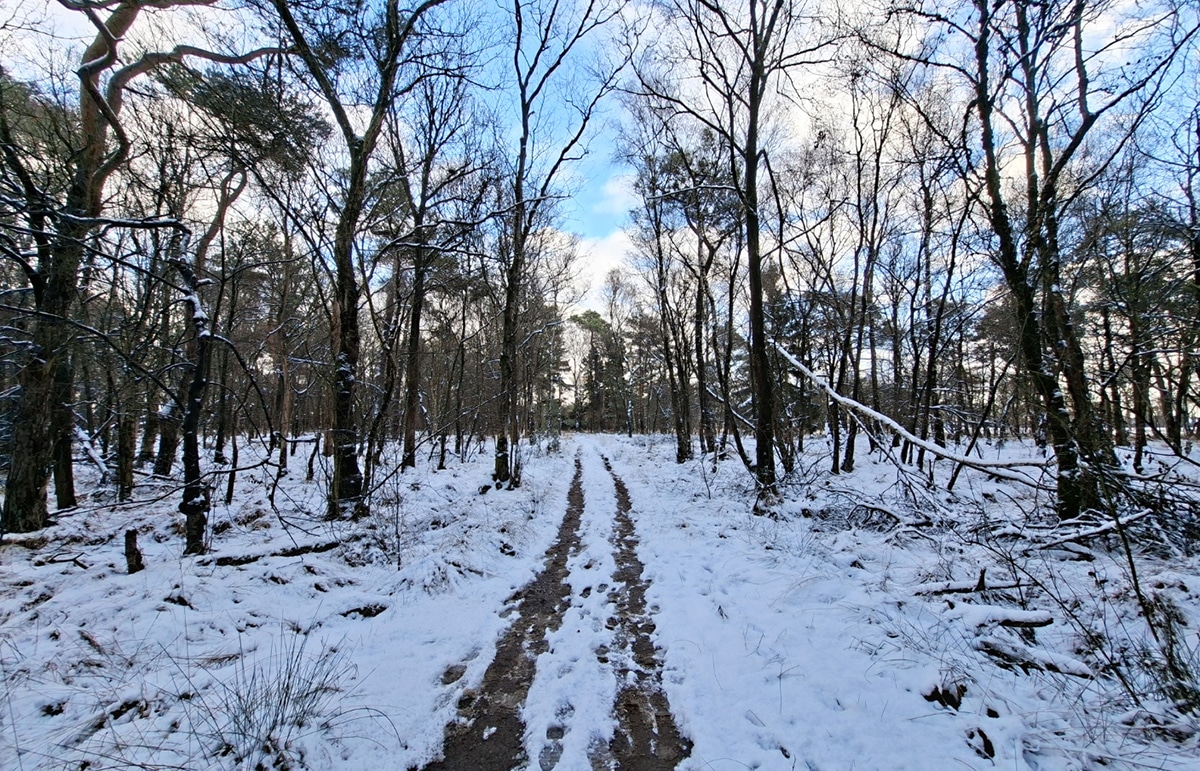 De bossen van het natuurgebied Landschotse Heide
