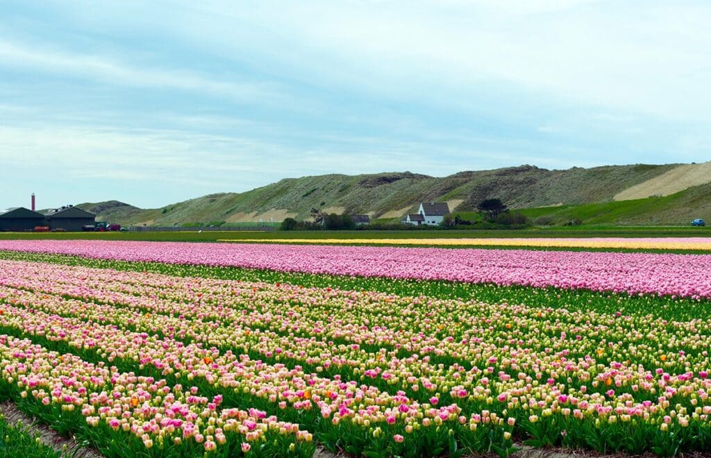 Bloembollenvelden Julianadorp nabij de Zandduinen