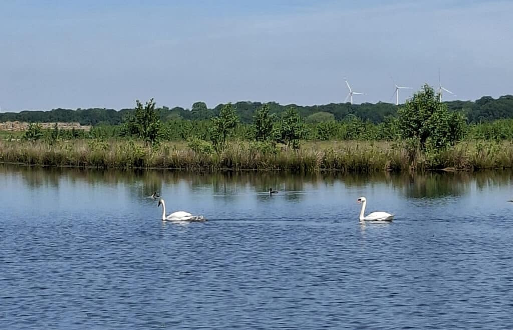 Zwanen in het meer in Maaspark Ooijen-Wanssum