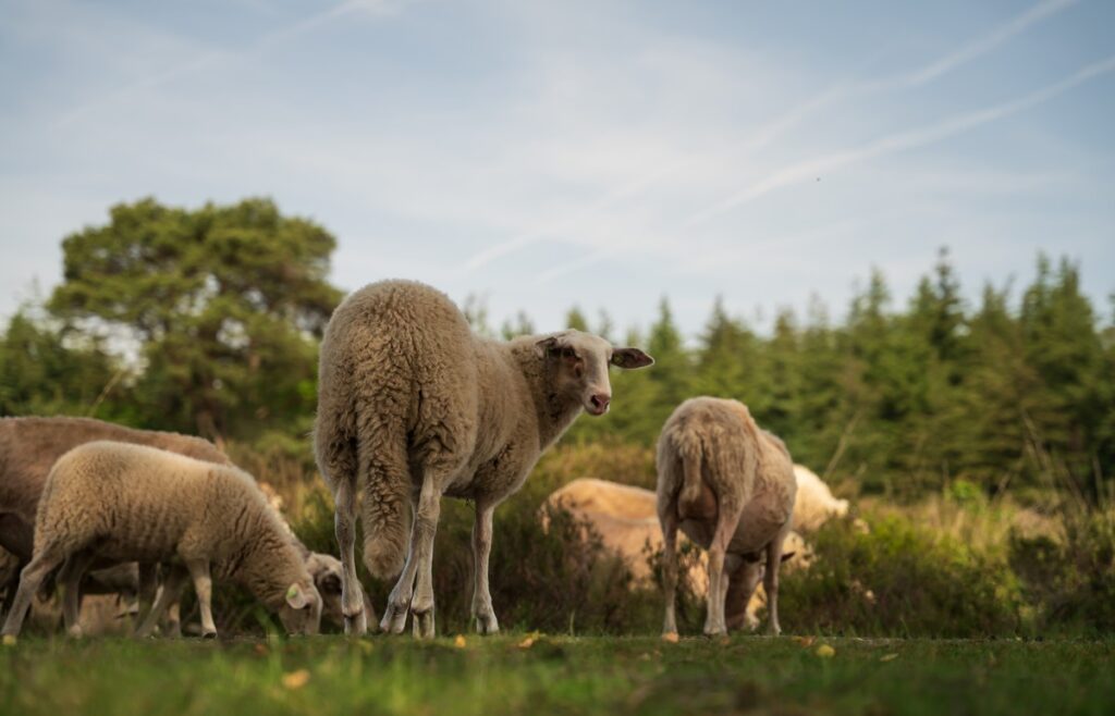 Schapen in Loenermark